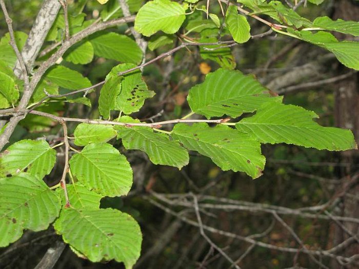 Rhamnus alpina subsp. alpina